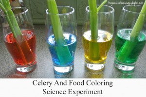 Celery and Food Coloring Science Experiment
