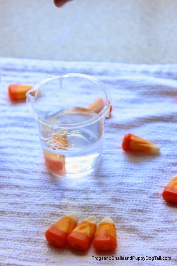 Pumpkin Spice Candy Corn Science Experiment