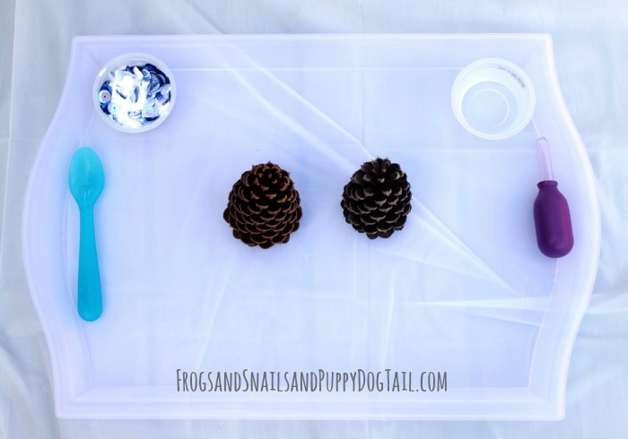 pine cone science 