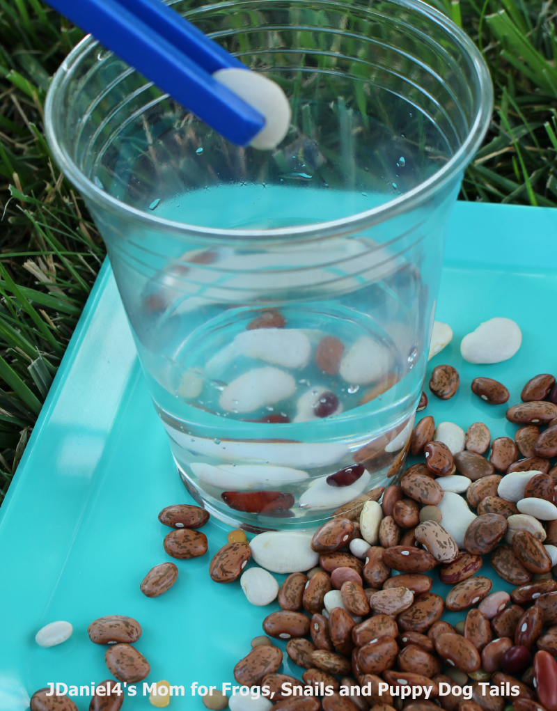 Science Experiments- Water Displacement (Adding Beans)