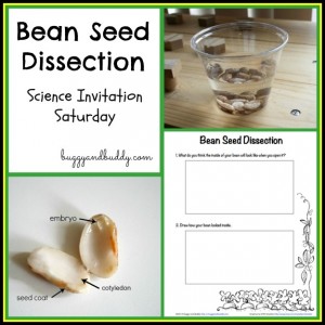 bean dissection