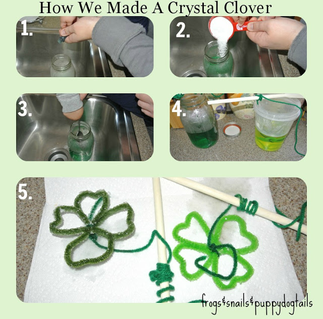 Crystal Clover a Science Experiment both toddler and preschooler can enjoy