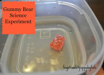 Gummy bear science experiment