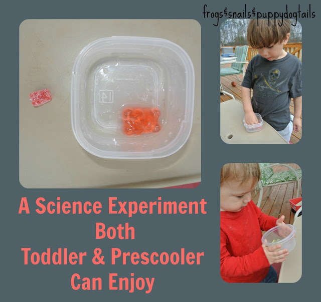 Gummy bear science experiment