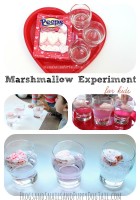marshmallow-experiment-for-kids