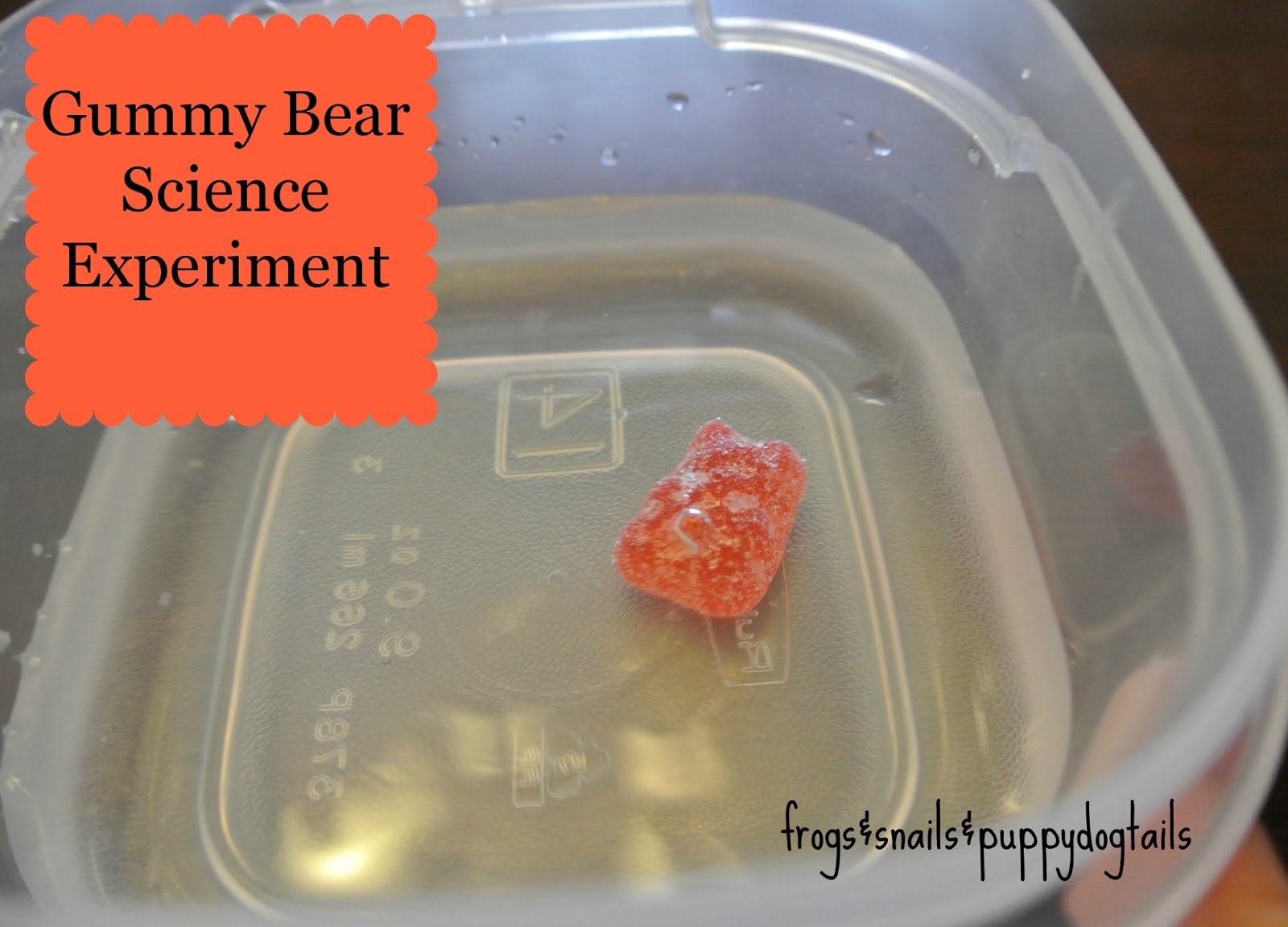 Gummy Bear Science Experiment - FSPDT